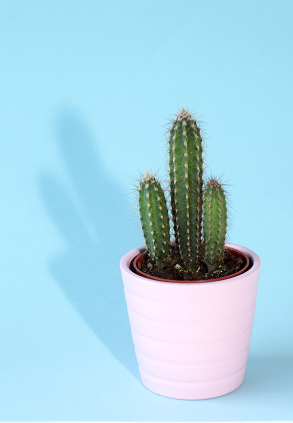 cactus pink